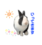 ダッチうさぎのうさ太☆1（個別スタンプ：5）