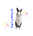 ダッチうさぎのうさ太☆1（個別スタンプ：6）