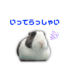 ダッチうさぎのうさ太☆1（個別スタンプ：7）