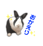 ダッチうさぎのうさ太☆1（個別スタンプ：9）