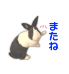 ダッチうさぎのうさ太☆1（個別スタンプ：11）