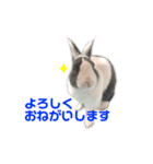 ダッチうさぎのうさ太☆1（個別スタンプ：13）