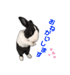 ダッチうさぎのうさ太☆1（個別スタンプ：14）