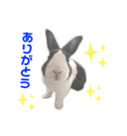 ダッチうさぎのうさ太☆1（個別スタンプ：15）