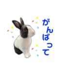 ダッチうさぎのうさ太☆1（個別スタンプ：17）