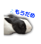 ダッチうさぎのうさ太☆1（個別スタンプ：18）
