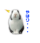ダッチうさぎのうさ太☆1（個別スタンプ：22）
