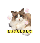 ラグドールのフーガ2（個別スタンプ：3）