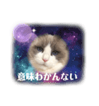 ラグドールのフーガ2（個別スタンプ：13）