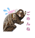 コモンマーモセットのタマキだよ（個別スタンプ：1）