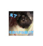 コモンマーモセットのタマキだよ（個別スタンプ：3）