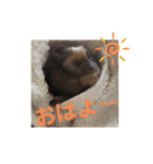 コモンマーモセットのタマキだよ（個別スタンプ：5）