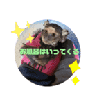 コモンマーモセットのタマキだよ（個別スタンプ：6）