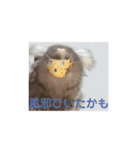 コモンマーモセットのタマキだよ（個別スタンプ：9）
