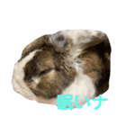 ロップイヤーのTiffanyくん Ⅸ（個別スタンプ：4）