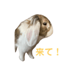 ロップイヤーのTiffanyくん Ⅸ（個別スタンプ：14）
