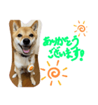 豆柴コロ②（個別スタンプ：1）