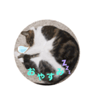銀之丞の日常スタンプ（個別スタンプ：1）