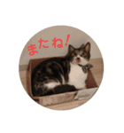 銀之丞の日常スタンプ（個別スタンプ：13）