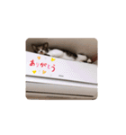 銀之丞の日常スタンプ（個別スタンプ：16）