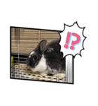 さくま6（個別スタンプ：3）