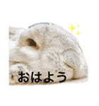 うさぎのラパンちゃん（個別スタンプ：1）