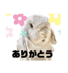 うさぎのラパンちゃん（個別スタンプ：3）