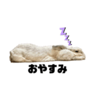 うさぎのラパンちゃん（個別スタンプ：4）