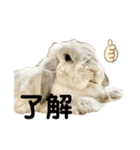 うさぎのラパンちゃん（個別スタンプ：6）