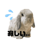うさぎのラパンちゃん（個別スタンプ：7）