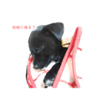 ラブラドールのあずきちゃんです（個別スタンプ：2）