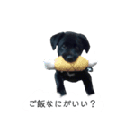 ラブラドールのあずきちゃんです（個別スタンプ：3）