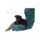 ラブラドールのあずきちゃんです（個別スタンプ：9）