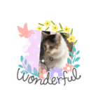 にゃんneko wonderful（個別スタンプ：1）