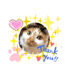 にゃんneko wonderful（個別スタンプ：3）