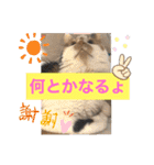 にゃんneko wonderful（個別スタンプ：4）