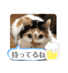 にゃんneko wonderful（個別スタンプ：6）