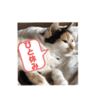 にゃんneko wonderful（個別スタンプ：7）