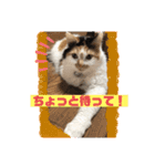 にゃんneko wonderful（個別スタンプ：8）