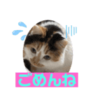 にゃんneko wonderful（個別スタンプ：10）