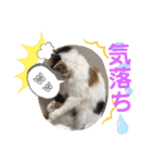 にゃんneko wonderful（個別スタンプ：11）