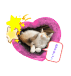 にゃんneko wonderful（個別スタンプ：15）