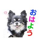 モコちゃんのかわいい日常スタンプ（個別スタンプ：1）