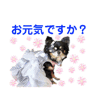 モコちゃんのかわいい日常スタンプ（個別スタンプ：15）