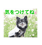 モコちゃんのかわいい日常スタンプ（個別スタンプ：16）