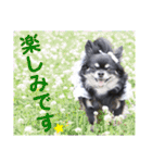 モコちゃんのかわいい日常スタンプ（個別スタンプ：25）