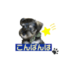 ミニチュアシュナウザーのゆず君♪（個別スタンプ：5）