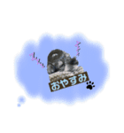 ミニチュアシュナウザーのゆず君♪（個別スタンプ：6）