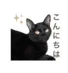てらだ動物病院スタンプ24（個別スタンプ：1）