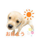 てらだ動物病院スタンプ24（個別スタンプ：2）
